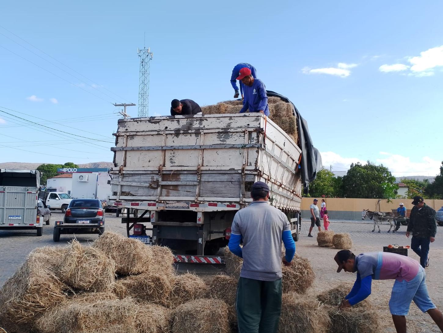 Governo do RN distribui feno subsidiado para manter rebanhos durante a estiagem