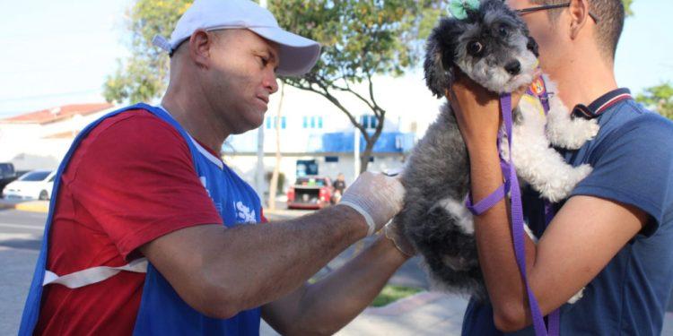Mossoró imuniza quase 3 mil cães e gatos durante campanha antirrábica