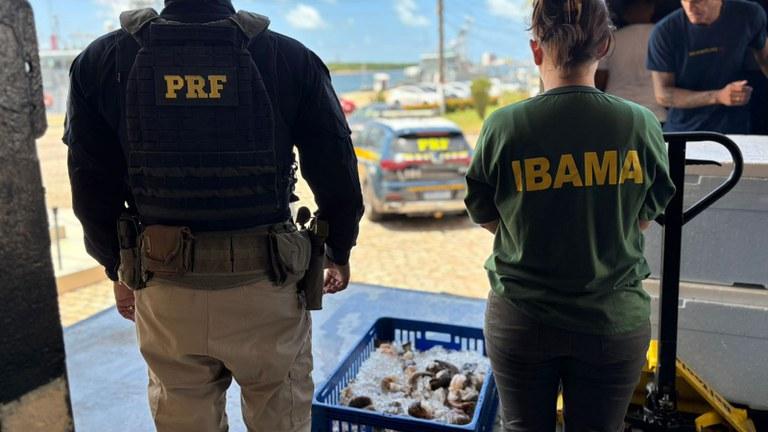 PRF e IBAMA apreendem mais de 2 toneladas de lagosta em transporte ilegal no RN