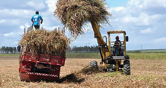 Usinas litorâneas fortalecem economia do RN com produção sustentável de cana-de-açúcar