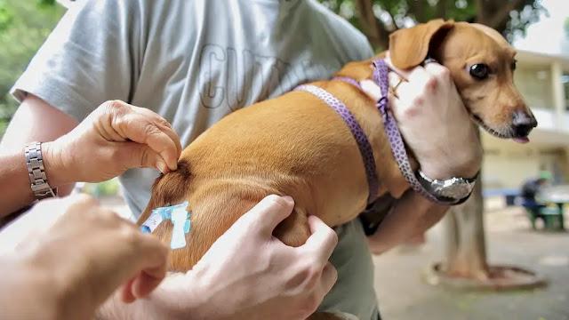 Apodi deve superar meta de vacinação antirrábica com mais de 9,2 mil cães e gatos imunizados