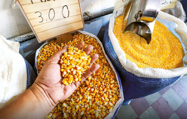 Conab projeta alta de 61% na safra de grãos 2025/26 no RN