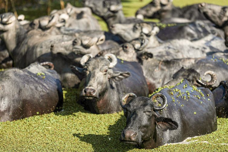 Fazendeiro planeja criar “universidade do búfalo” na Ilha de Marajó
