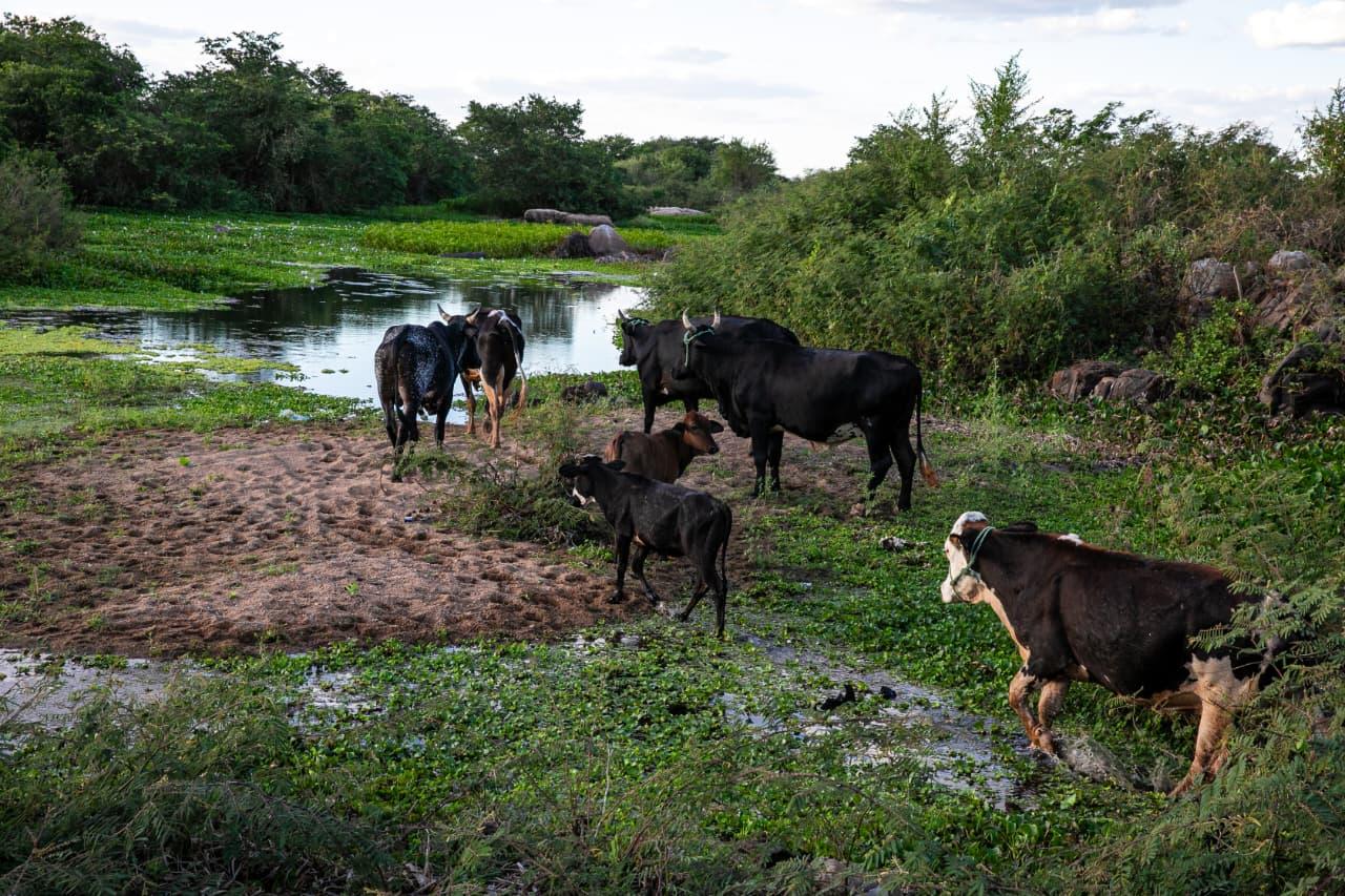 Governo do RN decreta emergência e adota medidas contra efeitos da seca