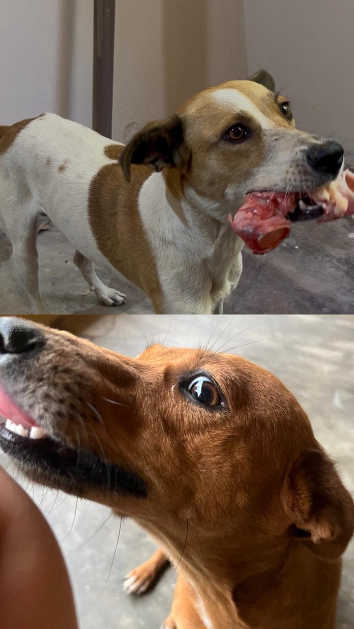 Animais são encontrados mortos por envenenamento no Sítio Queimadas em Apodi