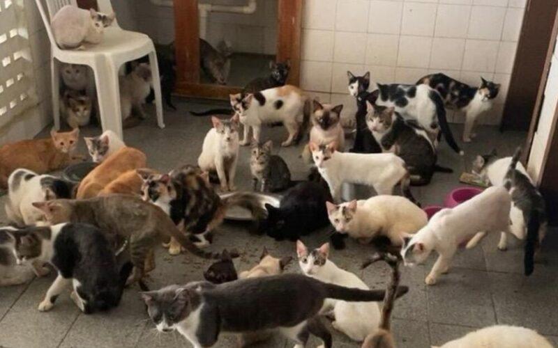 Idosa é flagrada com mais de 50 gatos em situação de maus-tratos no bairro Doze Anos em Mossoró