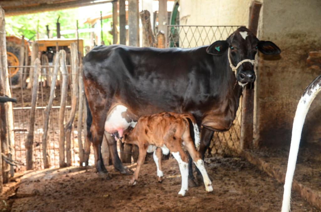 Mutirão de Declaração de Rebanho entra na terceira semana em Mossoró