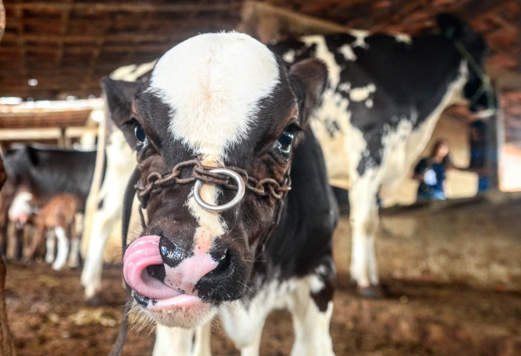 Vacinação contra brucelose será realizada em bezerras cadastradas no Mossoró Rural