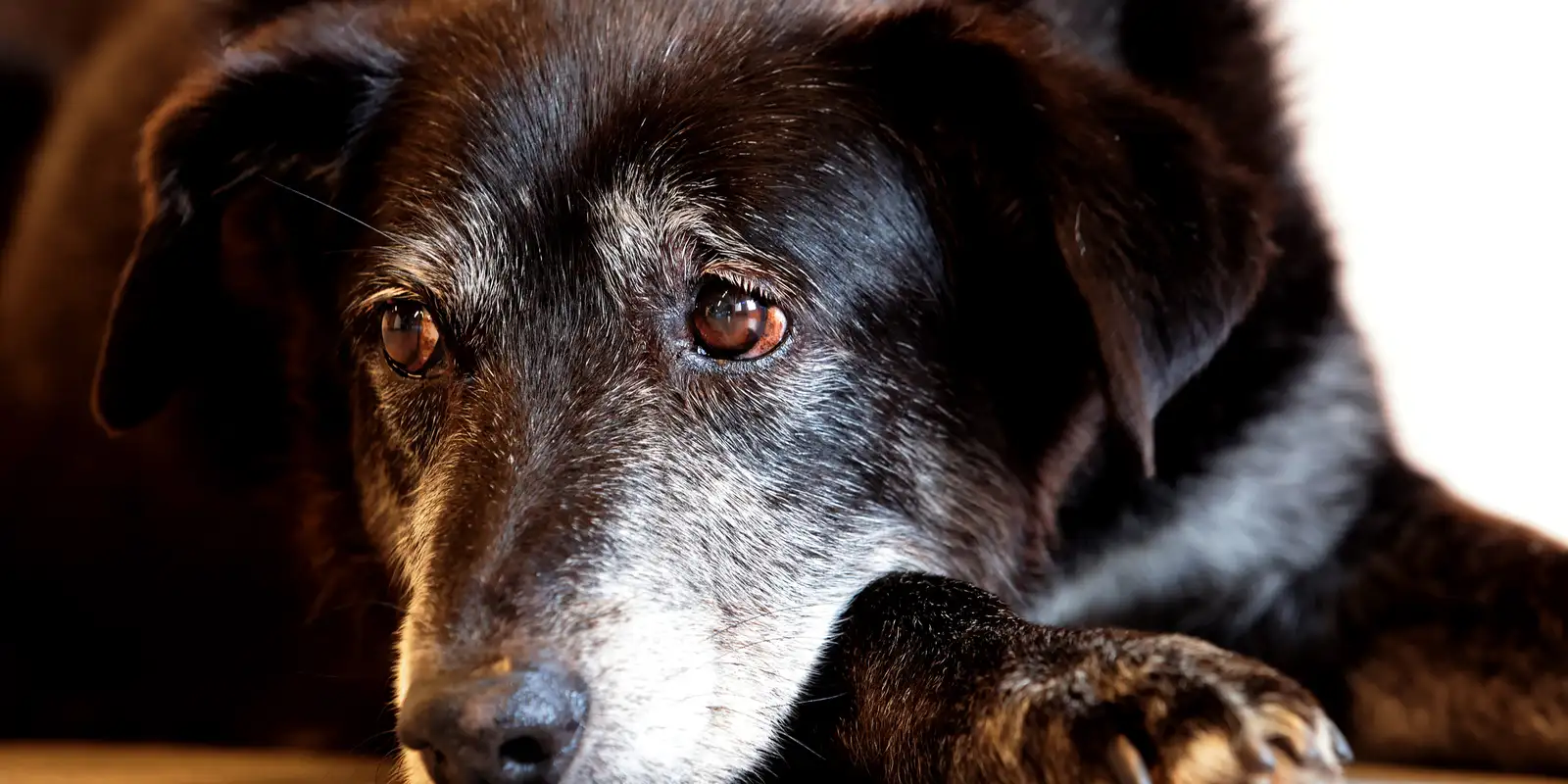 Comerciante é condenado a cinco anos de prisão por crueldade contra cães em São Paulo