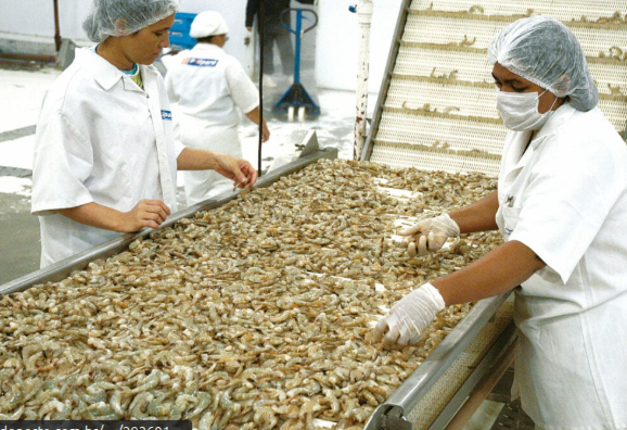 RN retomará negociações para exportar camarão potiguar ao mercado chinês