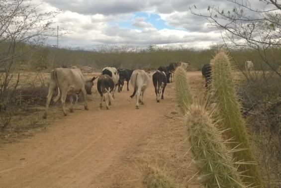 Seca no RN atinge 76% dos municípios do estado