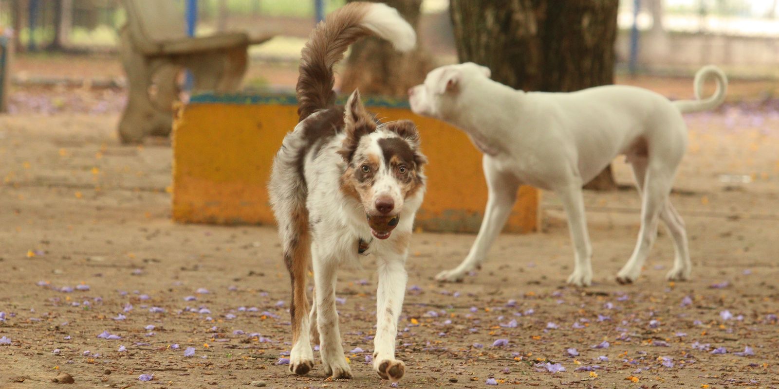 Carnaval e pets: especialistas alertam para os riscos da folia à saúde animal