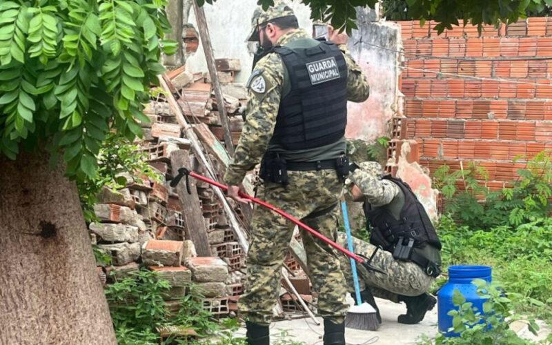 Guarda Municipal intensifica resgates de animais peçonhentos com período chuvoso em Mossoró