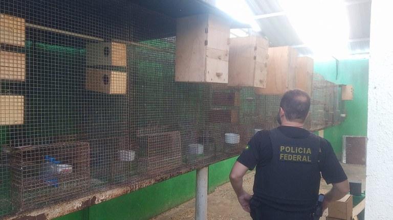 PF deflagra operação contra crimes ambientais no RN