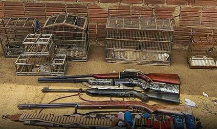 Polícia Ambiental flagra armas ilegais e aves ameaçadas em cativeiro na zona rural de Baraúna