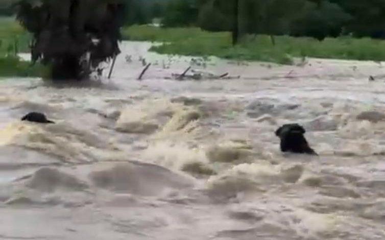Chuvas intensas causam transtornos e arrastam animais em Severiano Melo