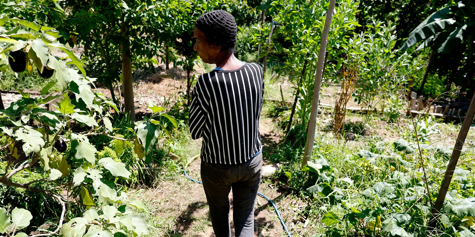 Horta comunitária do Salgueiro: um elo entre memória, cuidado e cidadania no Rio
