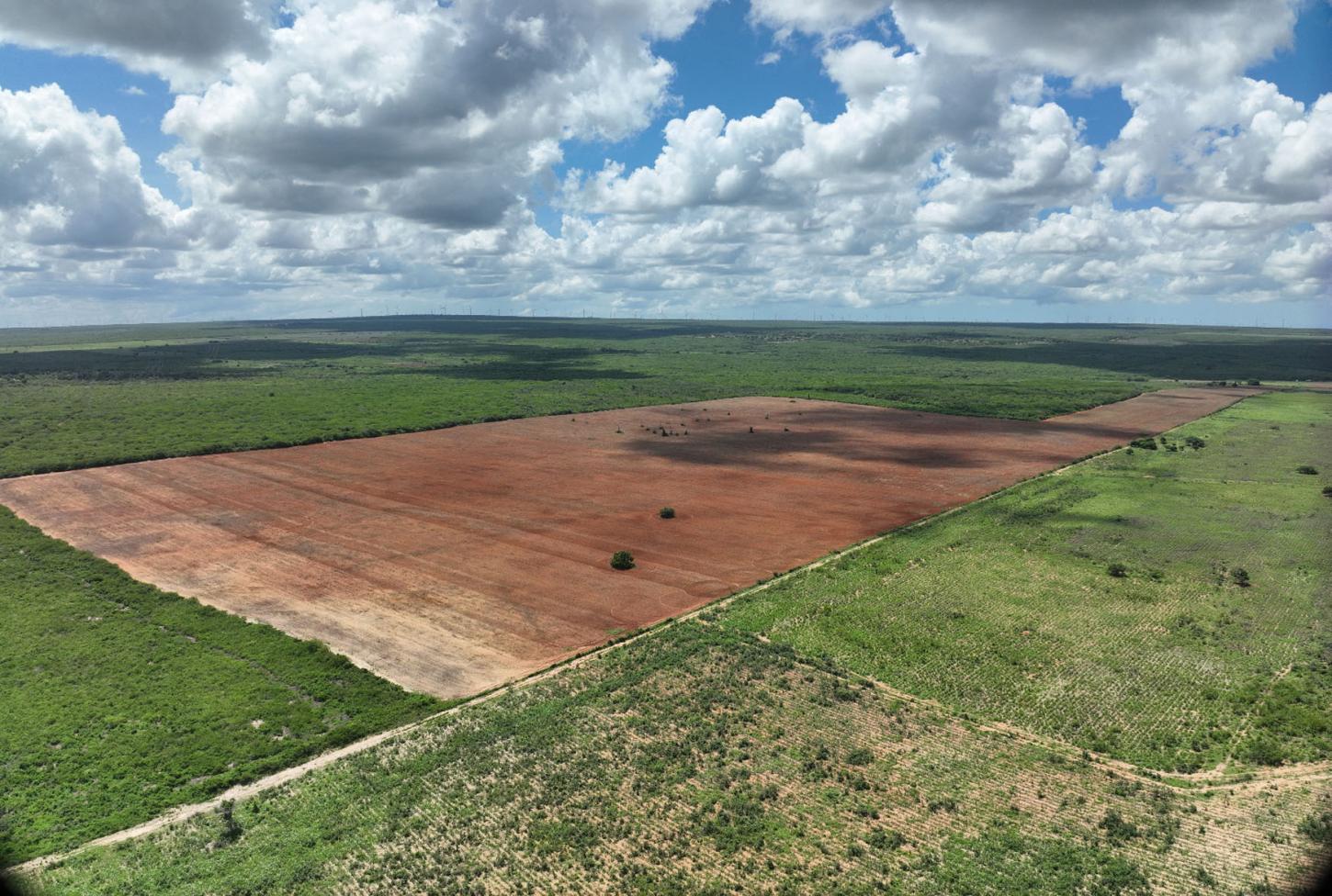 Operação identifica mais de 100 alertas de desmatamento na Caatinga do RN