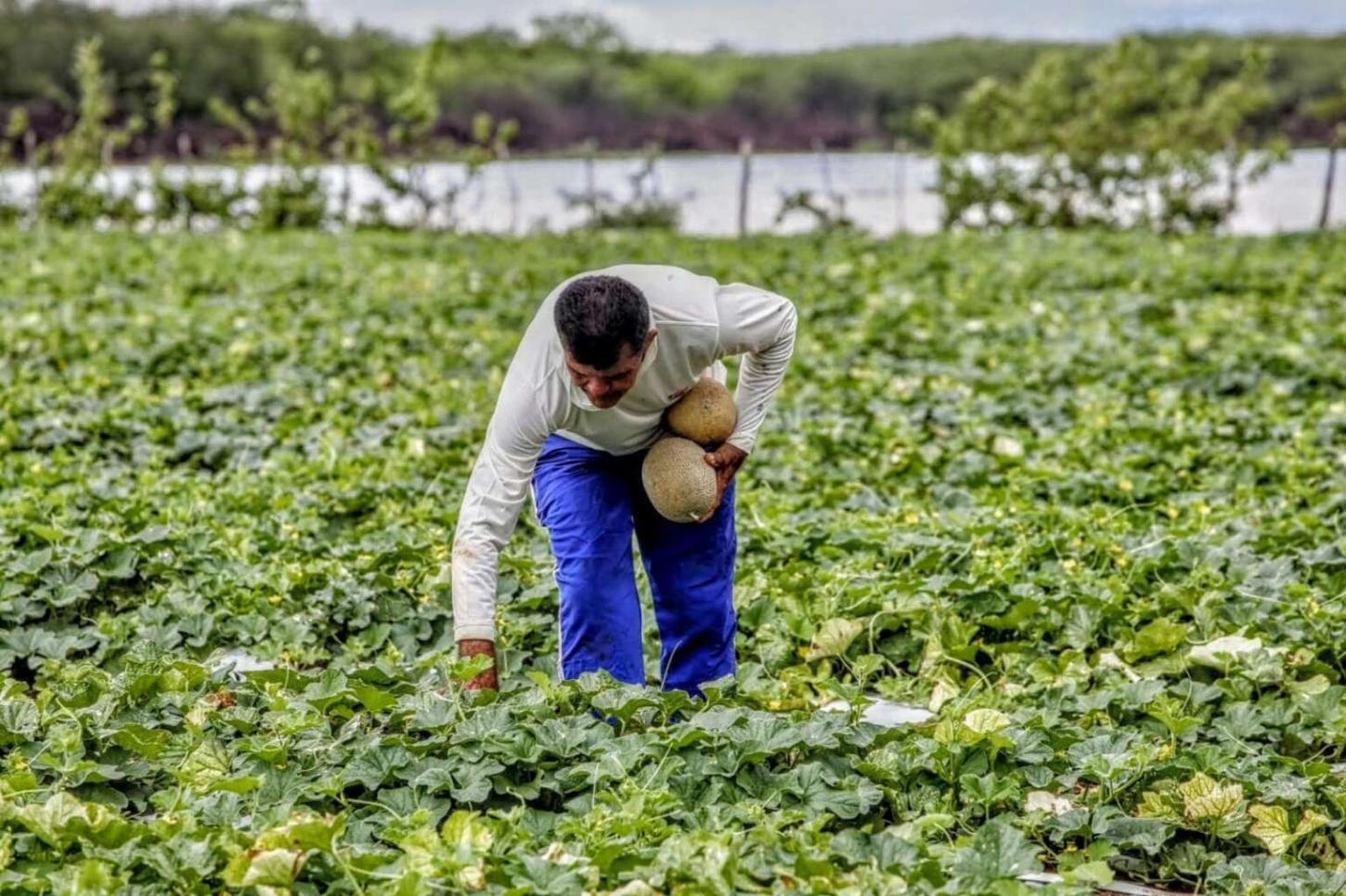 Prefeitura de Riacho da Cruz libera pagamento do Garantia Safra para agricultores do município