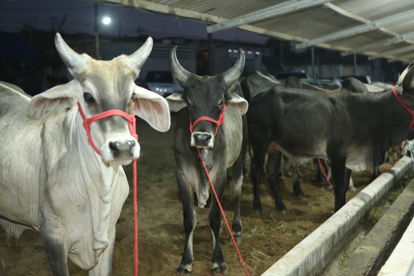 27ª Exponovos movimenta o Seridó com foco no agronegócio e cadeia leiteira