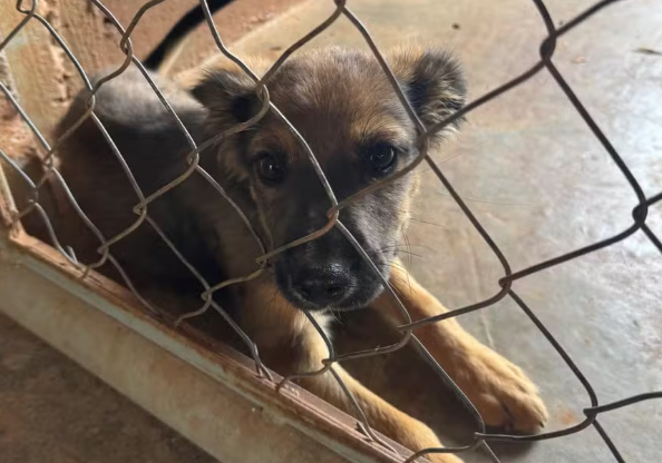 Lei proíbe condenados por maus-tratos a animais de ocuparem cargos públicos no RN