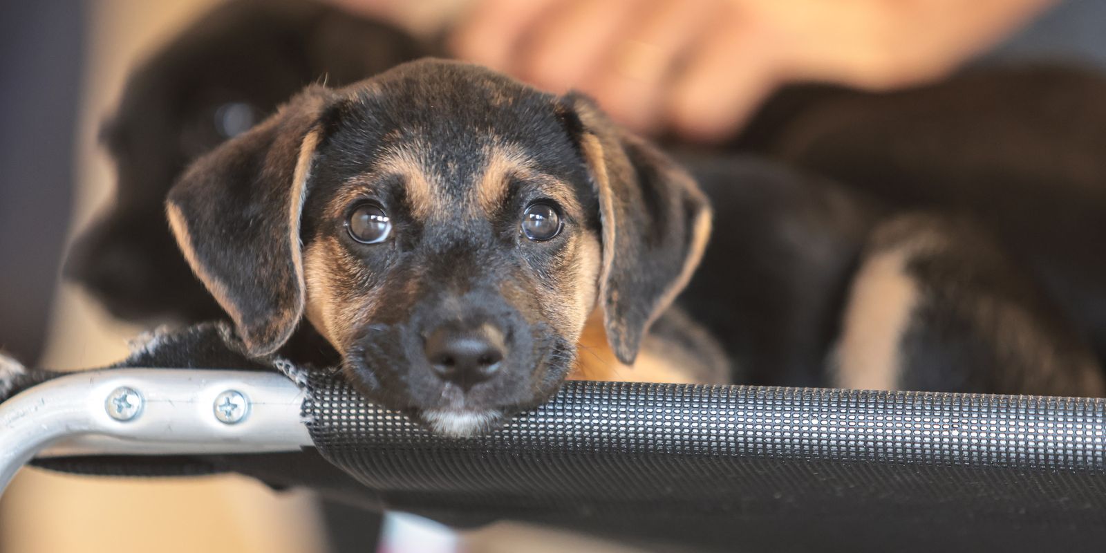 Mapa inicia consulta pública para regulamentar medicamentos veterinários genéricos e similares