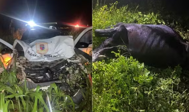 Viatura da Polícia Militar atinge vaca na BR-405, entre Mossoró e Apodi, e sai da pista após colisão.