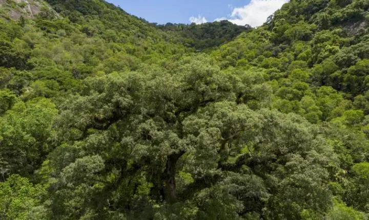 Mata Atlântica perde 2,4 milhões de hectares em 40 anos