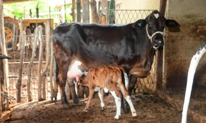 Mutirão de Declaração de Rebanho entra na terceira semana em Mossoró