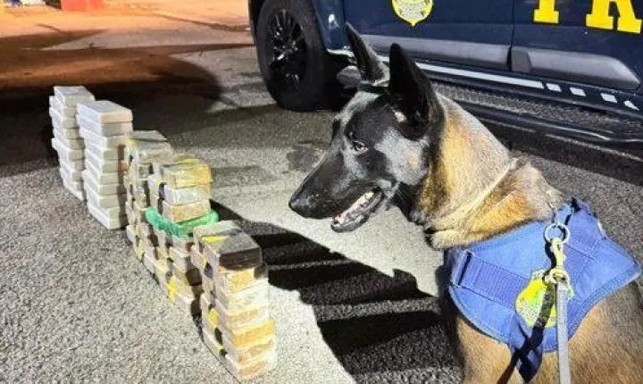 PRF apreende mais de 47 quilos de cocaína escondidos em carro na BR-101