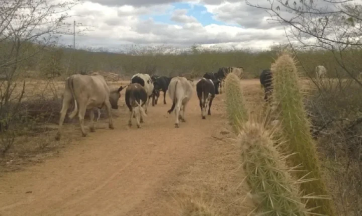 Seca no RN atinge 76% dos municípios do estado