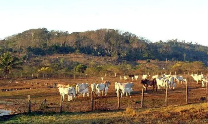 Supremo Tribunal Federal ratifica legislação que restringe aquisição de imóveis rurais por companhias estrangeiras