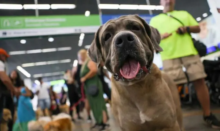 STF suspende lei sobre transporte aéreo de animais de apoio emocional 